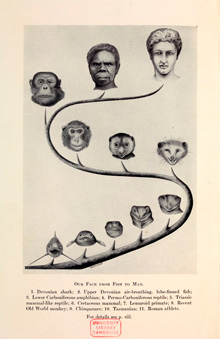William K. Gregory, Our Face from Fish to Man (1929)