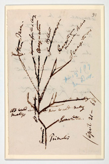 Charles Darwin, ‘Tree of primate evolution’, 21 April 1868
