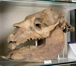 Toxodon skull