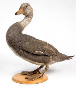 steamer duck