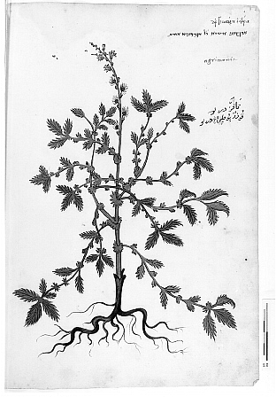 [A 17th-century botanical guide [Hebrew manuscript, Ee.5.7]]